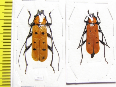 Rosalia decempunctata, pair  Thailand - INSECTS-STORE.RU
