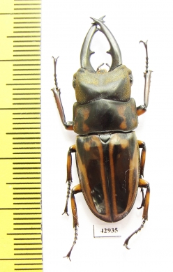 Prosopocoilus zebra nobuyukii  Indonesia, Java 42mm - INSECTS-STORE.RU