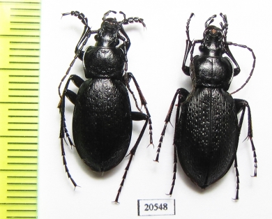 Carabus (Morphocarabus) spasskianus aeruginosiformis, pair  Russia, Krasnoyarsk reg. - INSECTS-STORE.RU
