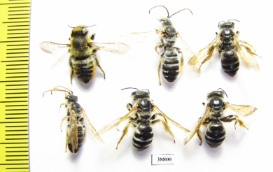 Hymenoptera sp.  Russia, Astrakhan reg. - INSECTS-STORE.RU