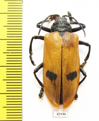 Alurnus boucardi  Colombia 35mm - INSECTS-STORE.RU