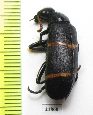 Meloidae sp.  Sudan - INSECTS-STORE.RU