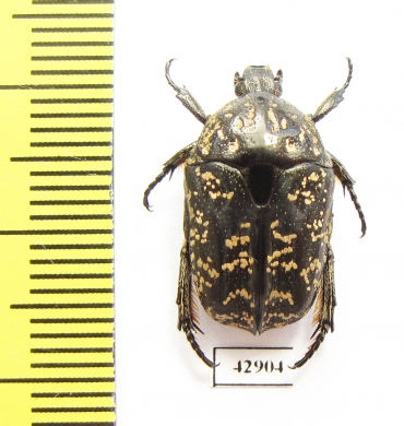 Protaetia guttulata  Indonesia, Moa isl. - INSECTS-STORE.RU