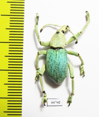Eupholus bruyni  Indonesia, Papua - INSECTS-STORE.RU