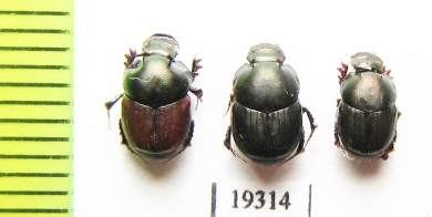 Onthophagus sp.  Argentina - INSECTS-STORE.RU