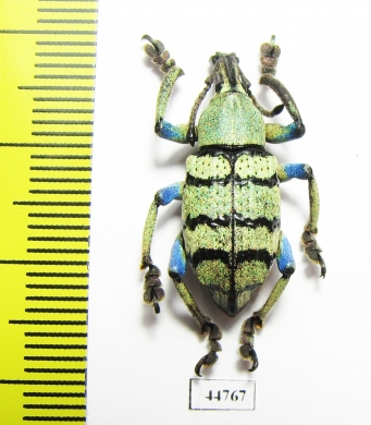 Eupholus schoenherri  Indonesia, Papua - INSECTS-STORE.RU