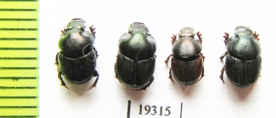 Onthophagus sp.  Argentina - INSECTS-STORE.RU