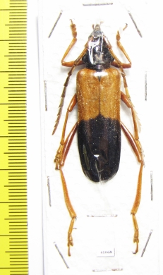 Schmidtiana violaceothoracica, female  Thailand - INSECTS-STORE.RU