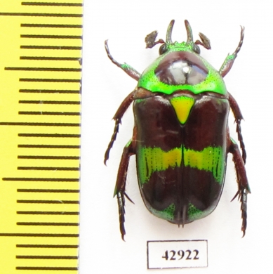 Mystroceros rouyeri  Indonesia, Sumatra - INSECTS-STORE.RU