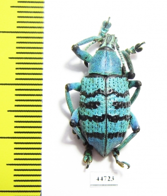 Eupholus geoffroyi  Indonesia, Papua - INSECTS-STORE.RU