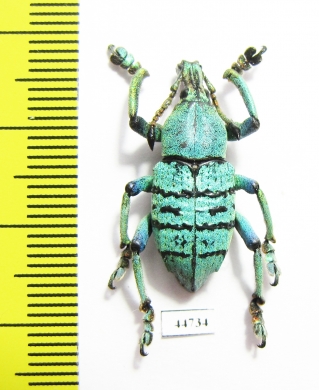 Eupholus geoffroyi  Indonesia, Papua - INSECTS-STORE.RU