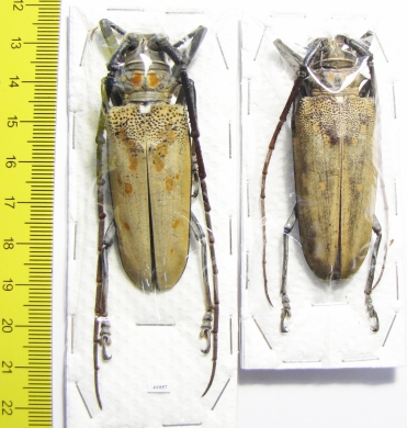 Batocera rufomaculata, pair  Thaiald  60mm - INSECTS-STORE.RU