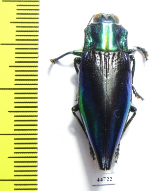 Cyphogastra calepyga  Indonesia, Kei isl. - INSECTS-STORE.RU