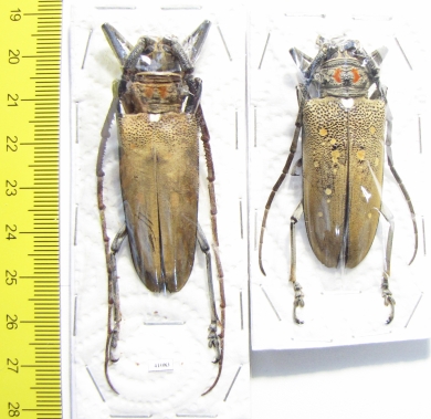 Batocera rufomaculata, pair  Thaiald  55/52mm - INSECTS-STORE.RU