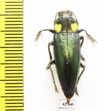 Cyphogastra lansbergei  Indonesia, Adonara isl. - INSECTS-STORE.RU