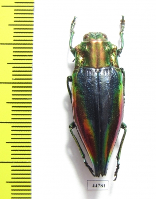 Cyphogastra javanica  Indonesia, Kei isl. - INSECTS-STORE.RU