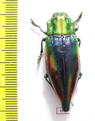 Cyphogastra javanica  Indonesia, Kei isl. - INSECTS-STORE.RU