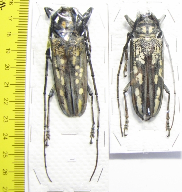 Batocera lineolata, pair  Thaiald  63/62mm - INSECTS-STORE.RU