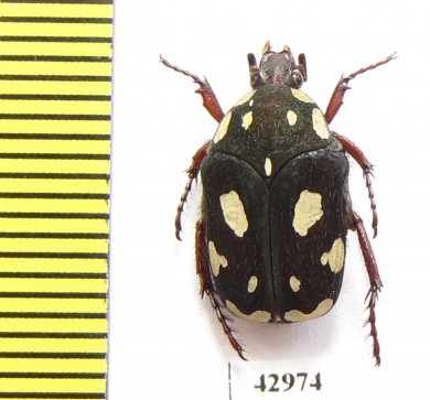 Clinteria forbesi  Indonesia, Timor - INSECTS-STORE.RU