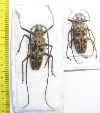 Batocera gerstaeckeri, pair  Indonesia, Peleng isl.  64/57mm - INSECTS-STORE.RU