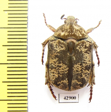 Protaetia cariana  Laos - INSECTS-STORE.RU