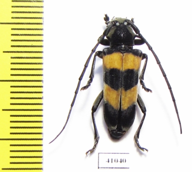 Cerambycidae sp.  Thailand - INSECTS-STORE.RU