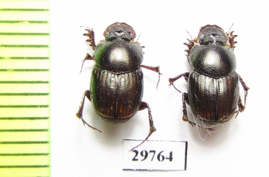 Onthophagus transcaspicus  Iran, Hormozgan prov. - INSECTS-STORE.RU