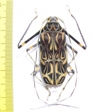 Acrocinus longimanus, female  Peru 51mm - INSECTS-STORE.RU