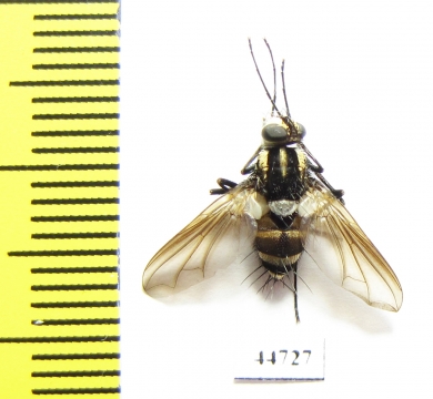 Diptera sp.  Philippines - INSECTS-STORE.RU