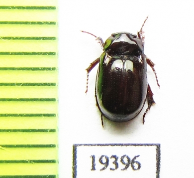 Hybosoridae sp.  Laos - INSECTS-STORE.RU