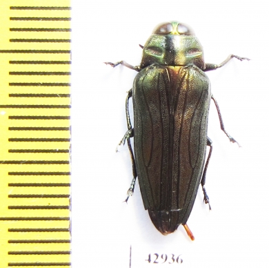 Belionota fulgidicollis  Indonesia, Papua - INSECTS-STORE.RU