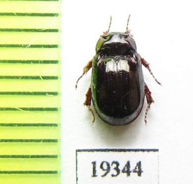 Hybosoridae sp.  Laos - INSECTS-STORE.RU