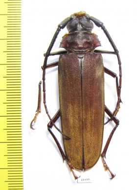 Orthomegas cinnamomeus  Peru  60mm - INSECTS-STORE.RU