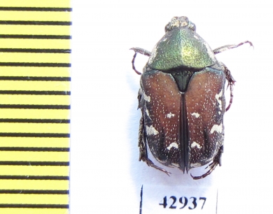 Protaetia tenuivestis  Indonesia, Sulawesi - INSECTS-STORE.RU