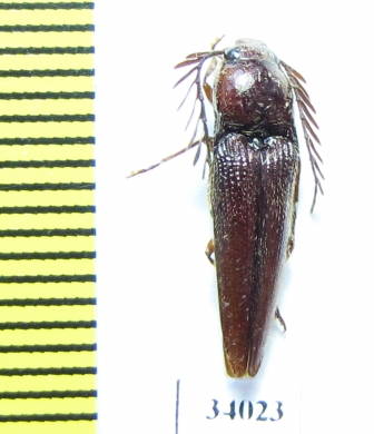 Elateridae sp.  Ecuador - INSECTS-STORE.RU