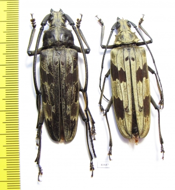 Baralipton maculosum, pair  Thailand  56mm - INSECTS-STORE.RU