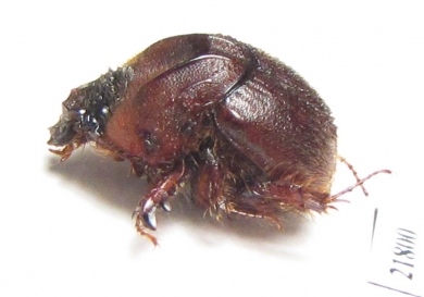 Neoathyreus languinosus  French Guiana - INSECTS-STORE.RU