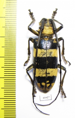 Nemophas tricolor, female  Indonesia, Sulawesi - INSECTS-STORE.RU