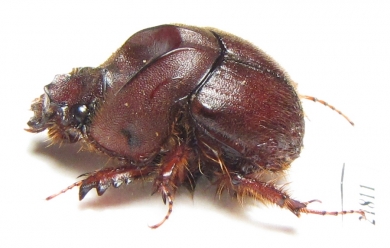 Neoathyreus languinosus  French Guiana - INSECTS-STORE.RU