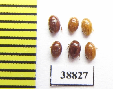 Leiodidae sp.  Russia, Astrakhan reg. - INSECTS-STORE.RU