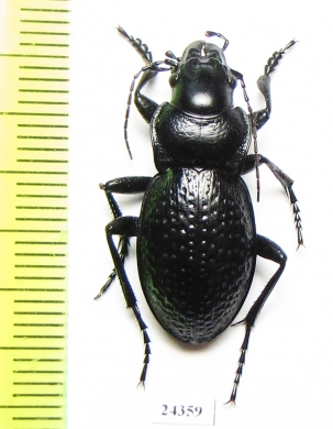 Carabus (Cratocephalus) cicatricosus  Kazakhstan - INSECTS-STORE.RU