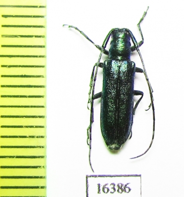 Agapanthia ? violacea  Kazakhstan - INSECTS-STORE.RU