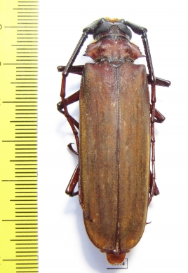 Orthomegas cinnamomeus  Peru  60mm - INSECTS-STORE.RU