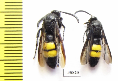 Scoliidae sp.  Russia, Astrakhan reg. - INSECTS-STORE.RU