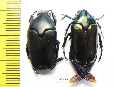 Thaumastopeus nigritus, pair  Indonesia, Sumatra - INSECTS-STORE.RU