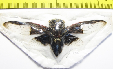 Homoptera sp.  Thailand - INSECTS-STORE.RU