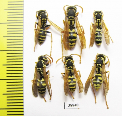 Hymenoptera sp.  Russia, Astrakhan reg. - INSECTS-STORE.RU