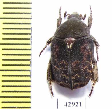 Protaetia mixta  Indonesia, Sumatra - INSECTS-STORE.RU