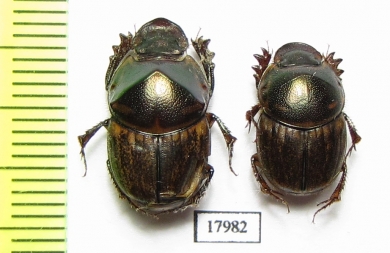 Scarabaeinae sp., pair  Togo - INSECTS-STORE.RU