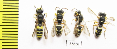 Hymenoptera sp.  Russia, Astrakhan reg. - INSECTS-STORE.RU